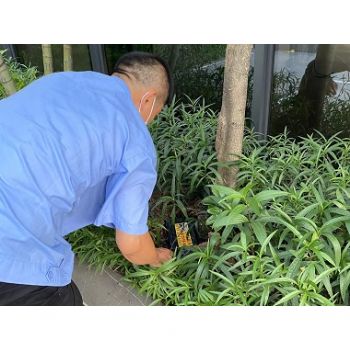 園林綠化滅治白蟻